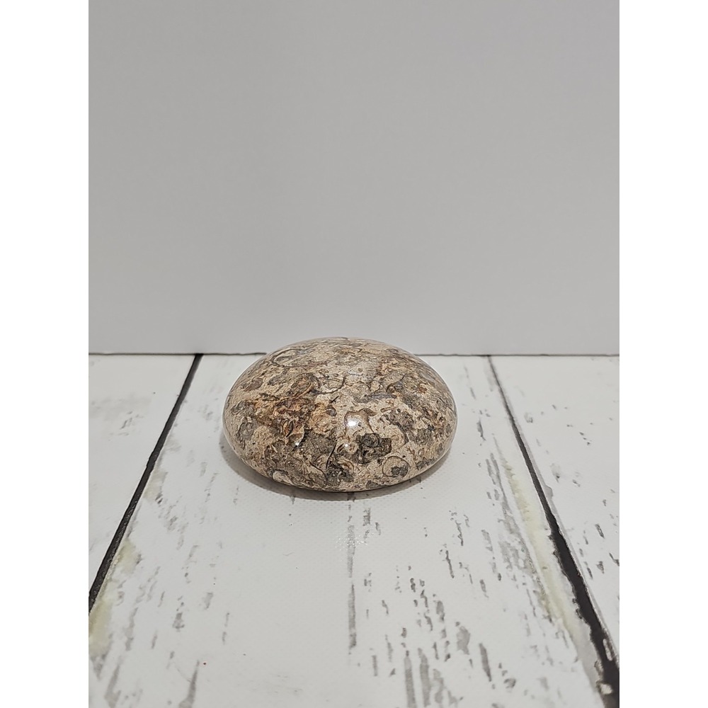 POLISHED SHELL FOSSIL PAPERWEIGHT. 3"